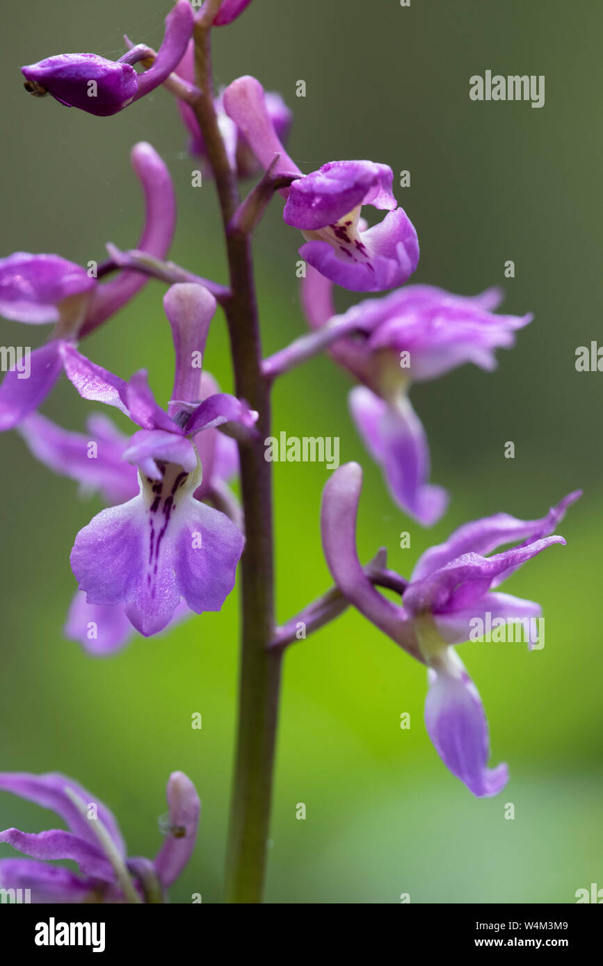 Début de l'Orchidée pourpre, Orchis mascula, Riz Woods, Faversham, Kent UK Banque D'Images