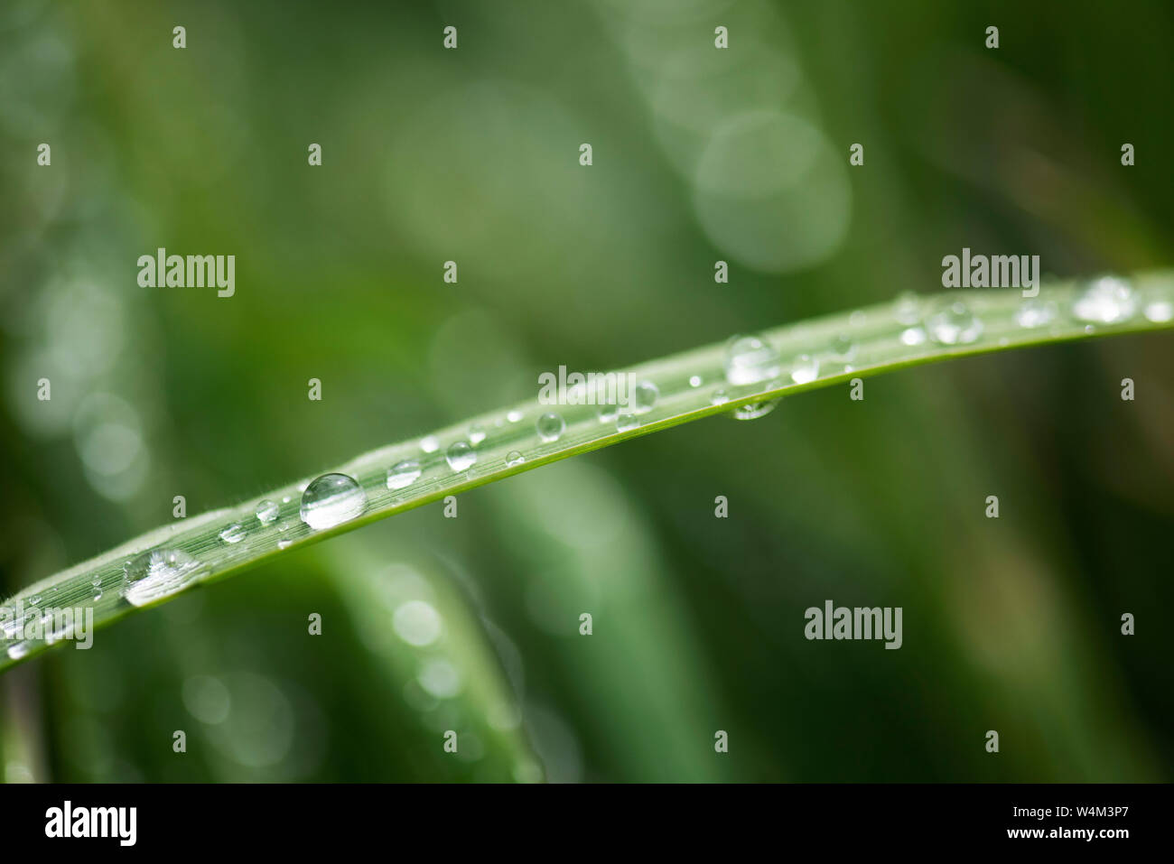 Les gouttelettes d'eau sur feuille, Capel-le-Fern, Kent UK Banque D'Images
