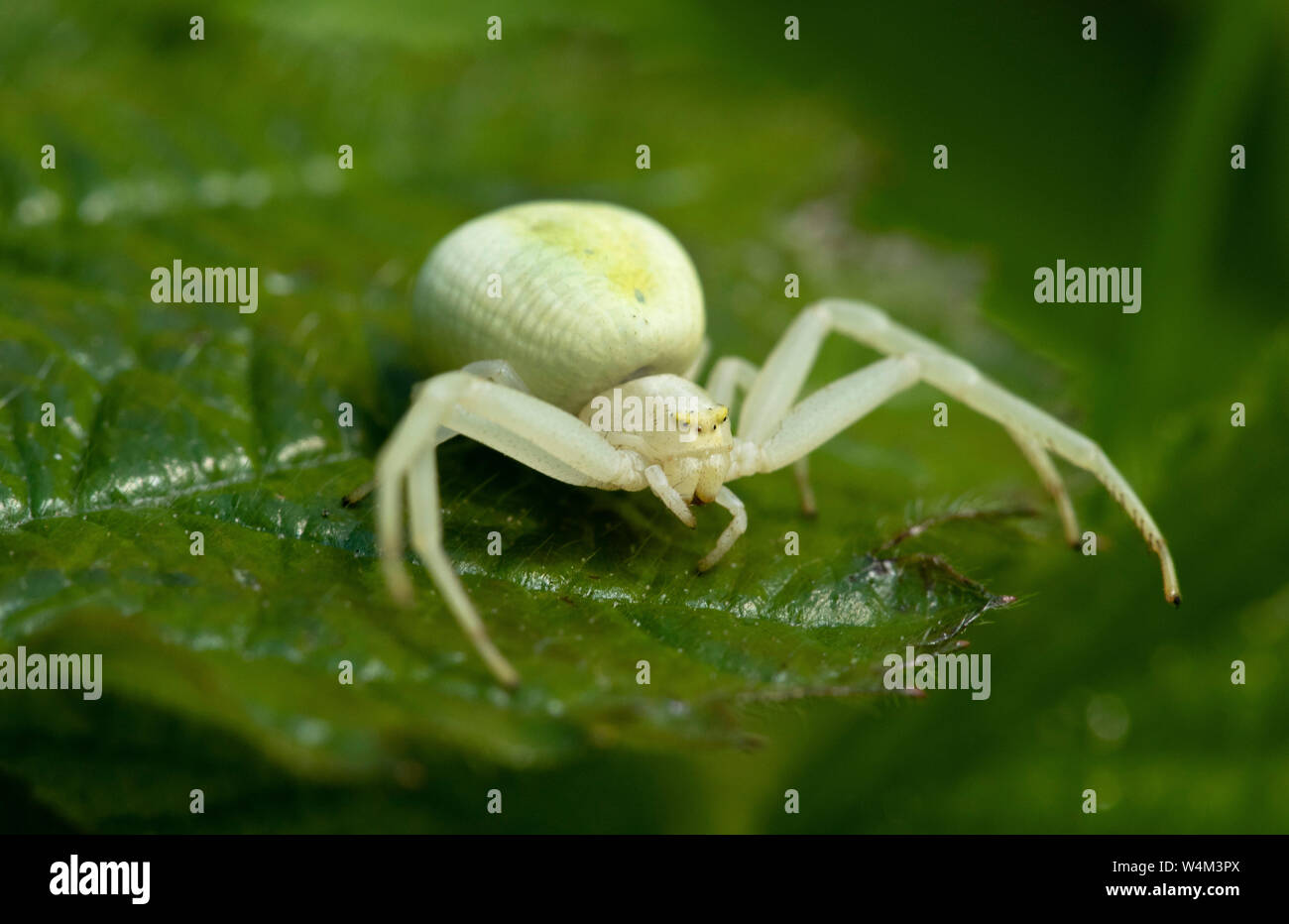 Araignée Crabe, Misumena vatia, forme blanche, Bonsai, Banque Denge Woods, Kent UK, attendant à bord de lame pour proies passant Banque D'Images