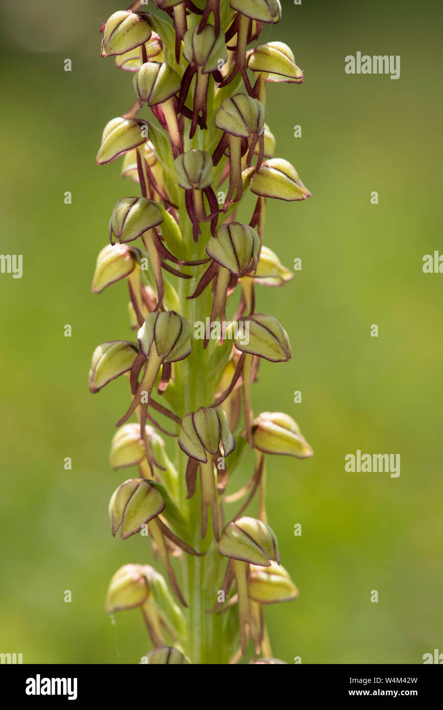 Man orchid, Acceras anthropophorum, Darland Banks, Kent UK, vert, Close up de capitules qui ressemblent à un homme Banque D'Images