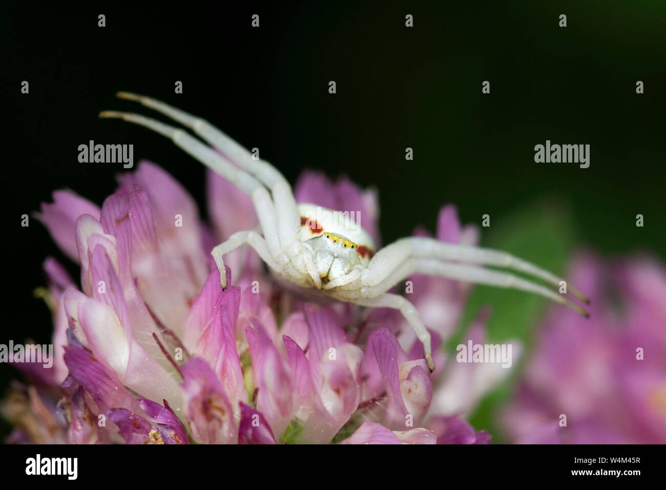 Araignée crabe Misumena vatia, Denge, Woods, KENT UK, femme assis dans l'attente de proie sur fleur, jambes avant ouvert ébrasés Banque D'Images