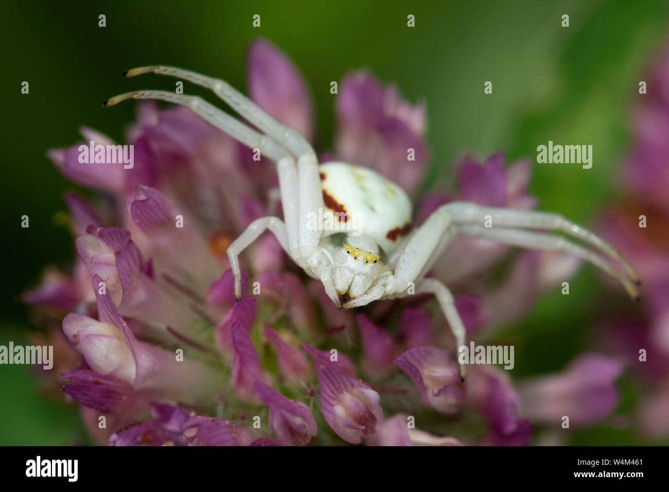 Araignée crabe Misumena vatia, Denge, Woods, KENT UK, femme assis dans l'attente de proie sur fleur, jambes avant ouvert ébrasés Banque D'Images