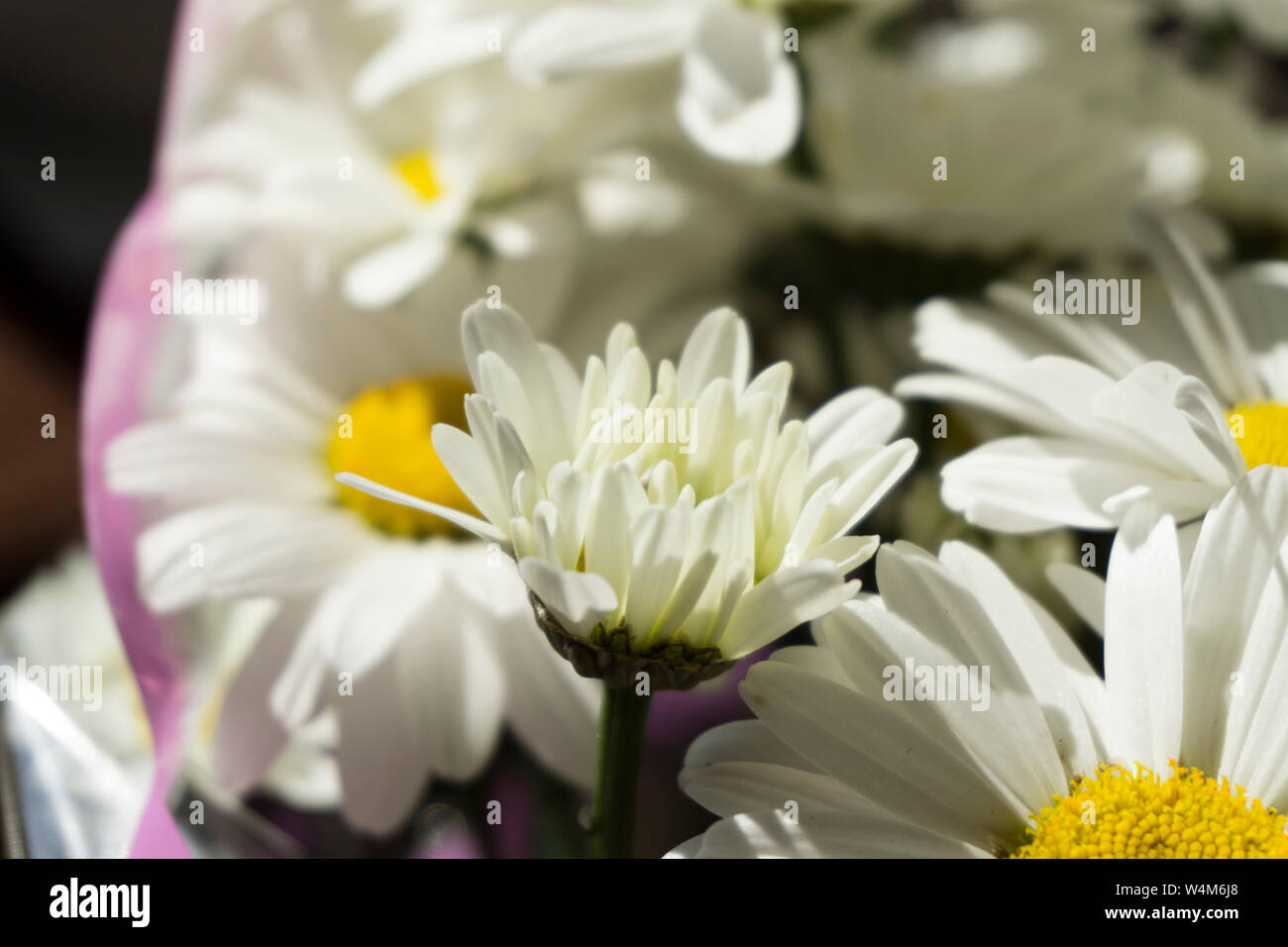 Belles fleurs de camomille blanc close-up, la camomille chefs Banque D'Images
