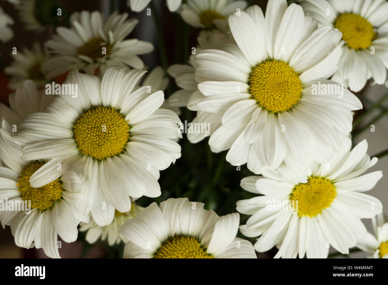 Belles fleurs de camomille blanc close-up, la camomille chefs Banque D'Images