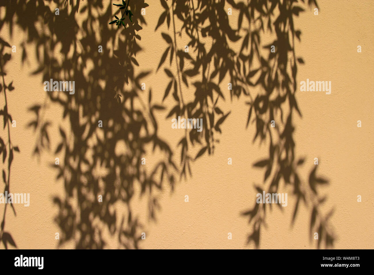 Belle ombre à motifs d'un arbre avec des branches sur un mur de plâtre jaune. Abstract black shadow fond de feuilles naturelles branche d'arbre. Banque D'Images