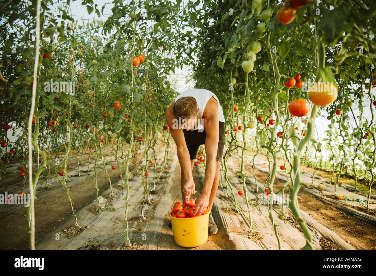 Produire de l'agriculture biologique sans les pesticides. Banque D'Images