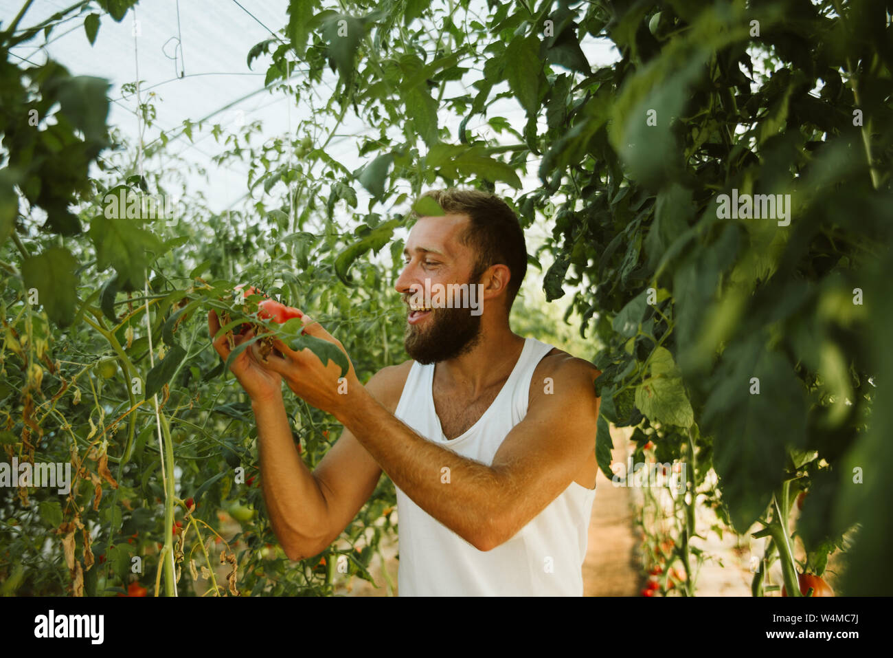 Produire de l'agriculture biologique sans les pesticides. Banque D'Images