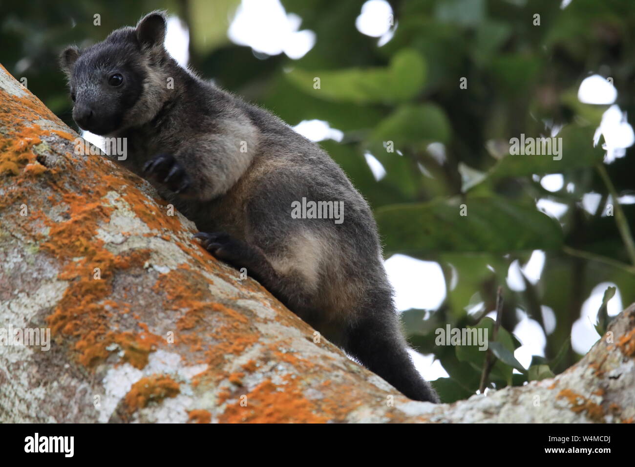 Un kangourou arboricole de Bennett cub haut dans un arbre dans une forêt sèche dans le Queensland en Australie. Banque D'Images