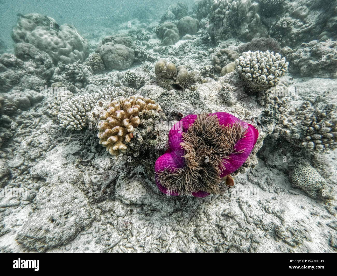 Dans cette unique photo vous pouvez voir le monde sous-marin de l'océan Pacifique dans les Maldives ! Beaucoup de coraux et poissons tropicaux ! Banque D'Images