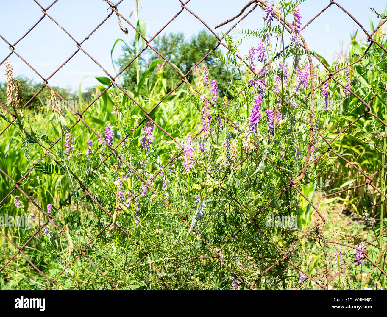 Vesce jargeau fleurs sur le grillage de jardin aux beaux jours d'été Banque D'Images