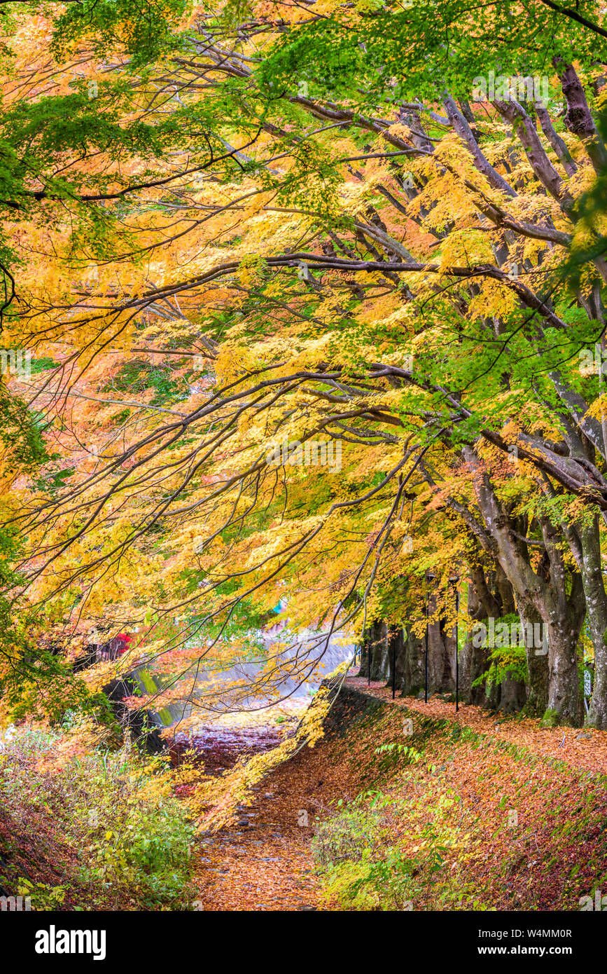 Kawaguchi, le Japon à la maple laisser tunnel. Banque D'Images