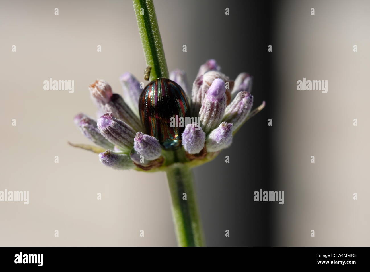 Lavande fleurs insectes coléoptères et d'hébergement Banque D'Images