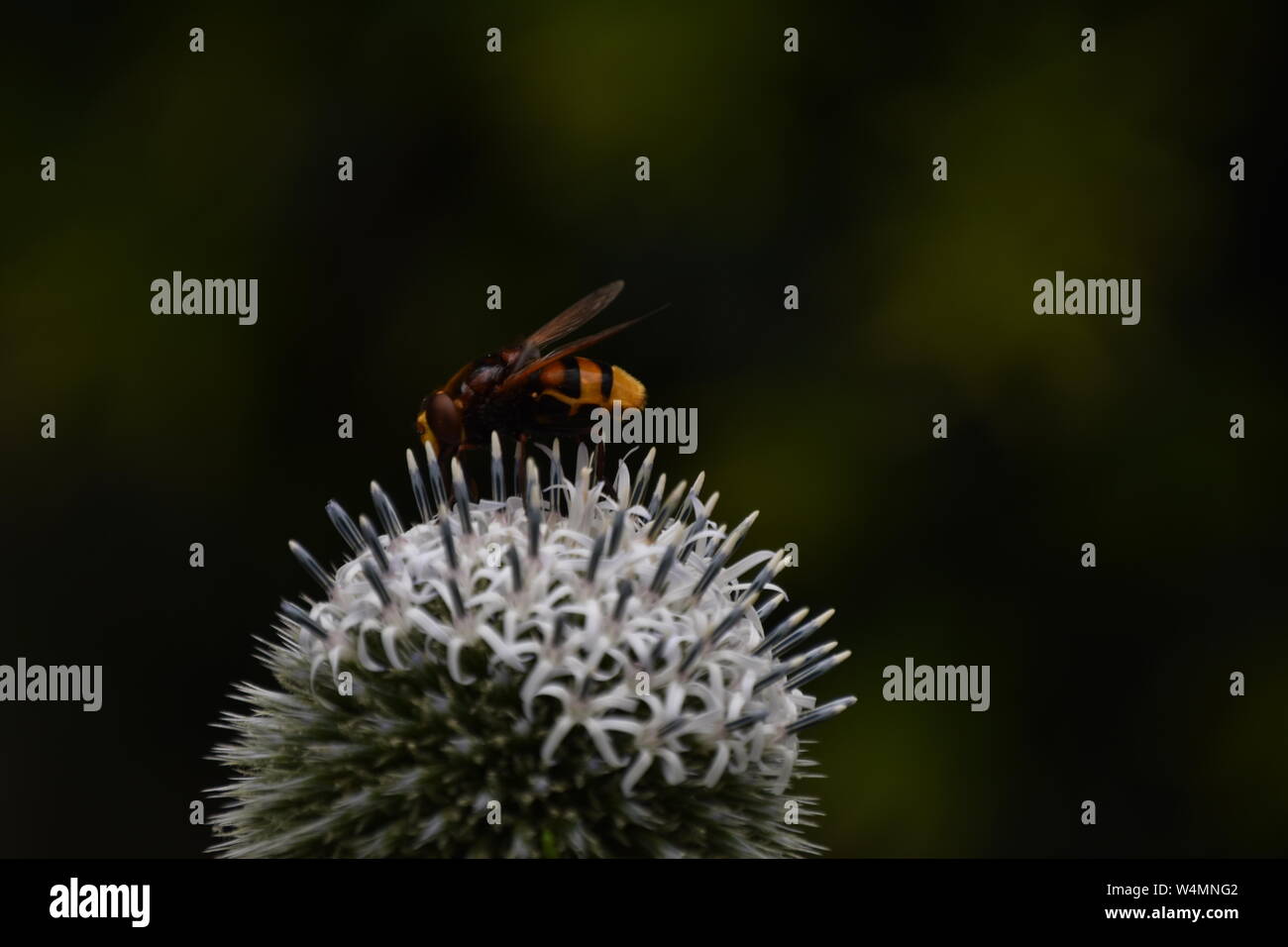 Les abeilles sur une fleur Banque D'Images