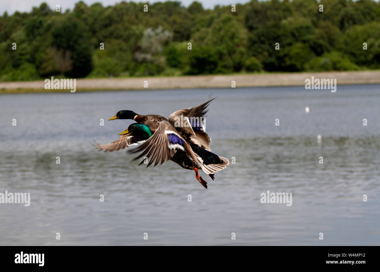 Tayside, Dundee, Ecosse, Royaume-Uni. 24 juillet, 2019. UK météo : beau temps chaud avec des températures atteignant 25 degrés Celsius. Les canards colverts volant bas en face de l'étang à Clatto Country Park à Glasgow, Royaume-Uni. Credit : Dundee Photographics / Alamy Live News Banque D'Images