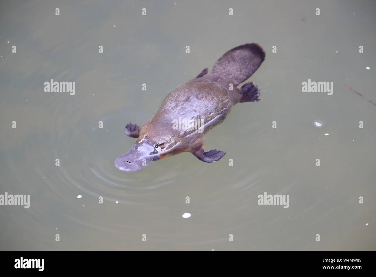 Un ornithorynque flottant dans une crique sur l'Eungella National Park , Queensland, Australie Banque D'Images