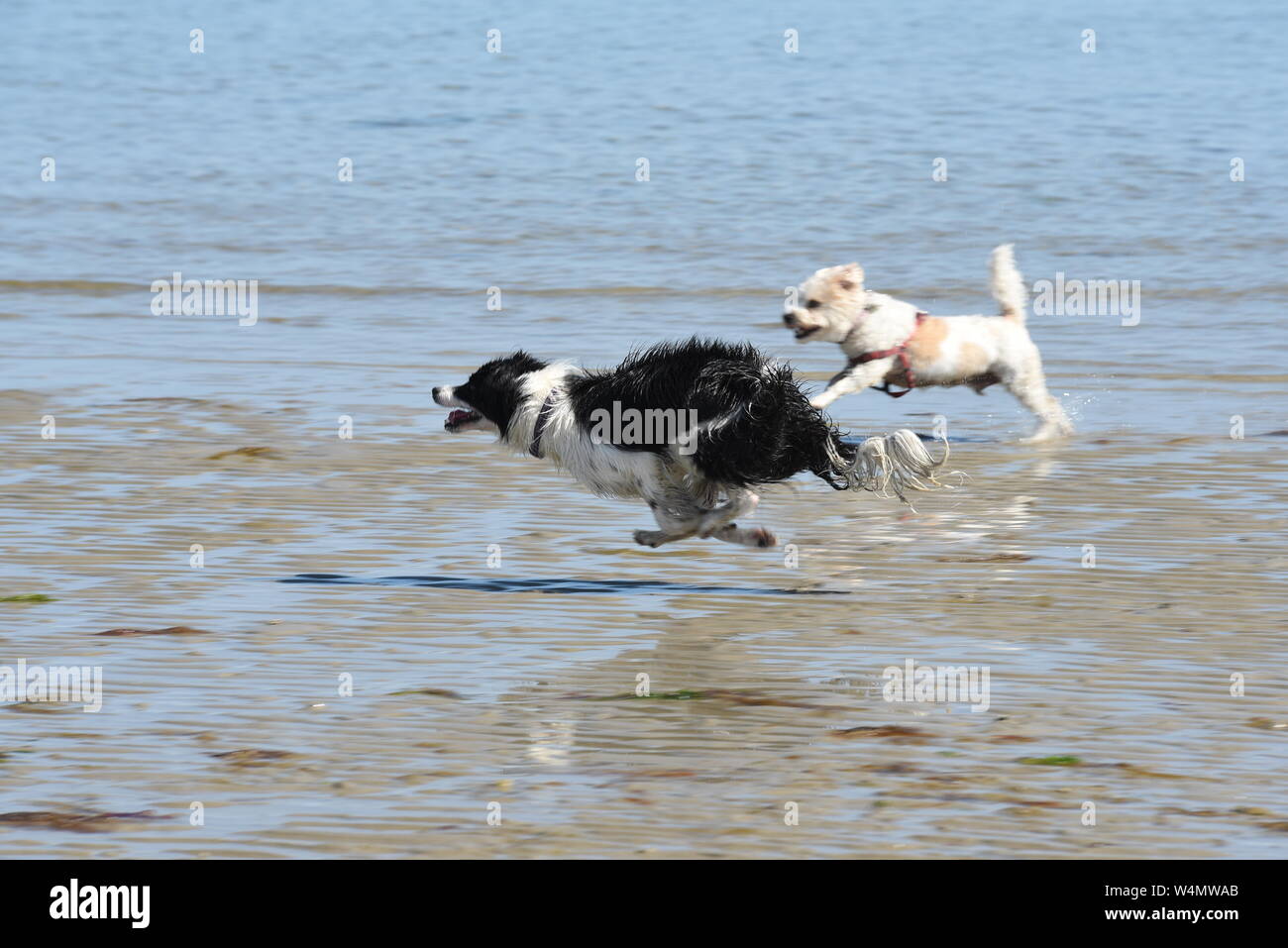 Border Collie tournant sur thebeach Banque D'Images
