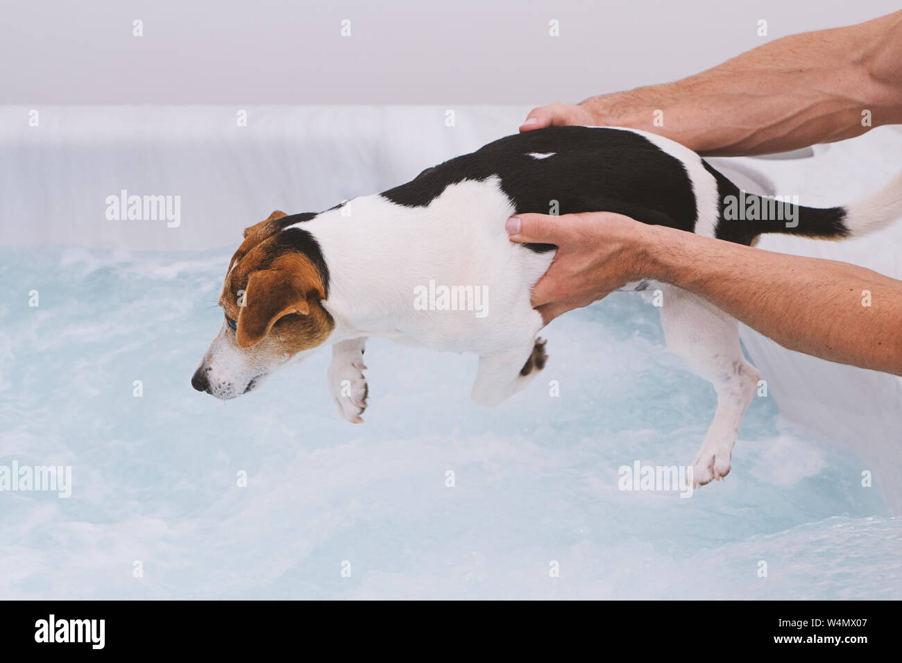 Chien adorable chiot a peur de se baigner dans un bain de mousse. Soins des animaux et de la santé concept Banque D'Images