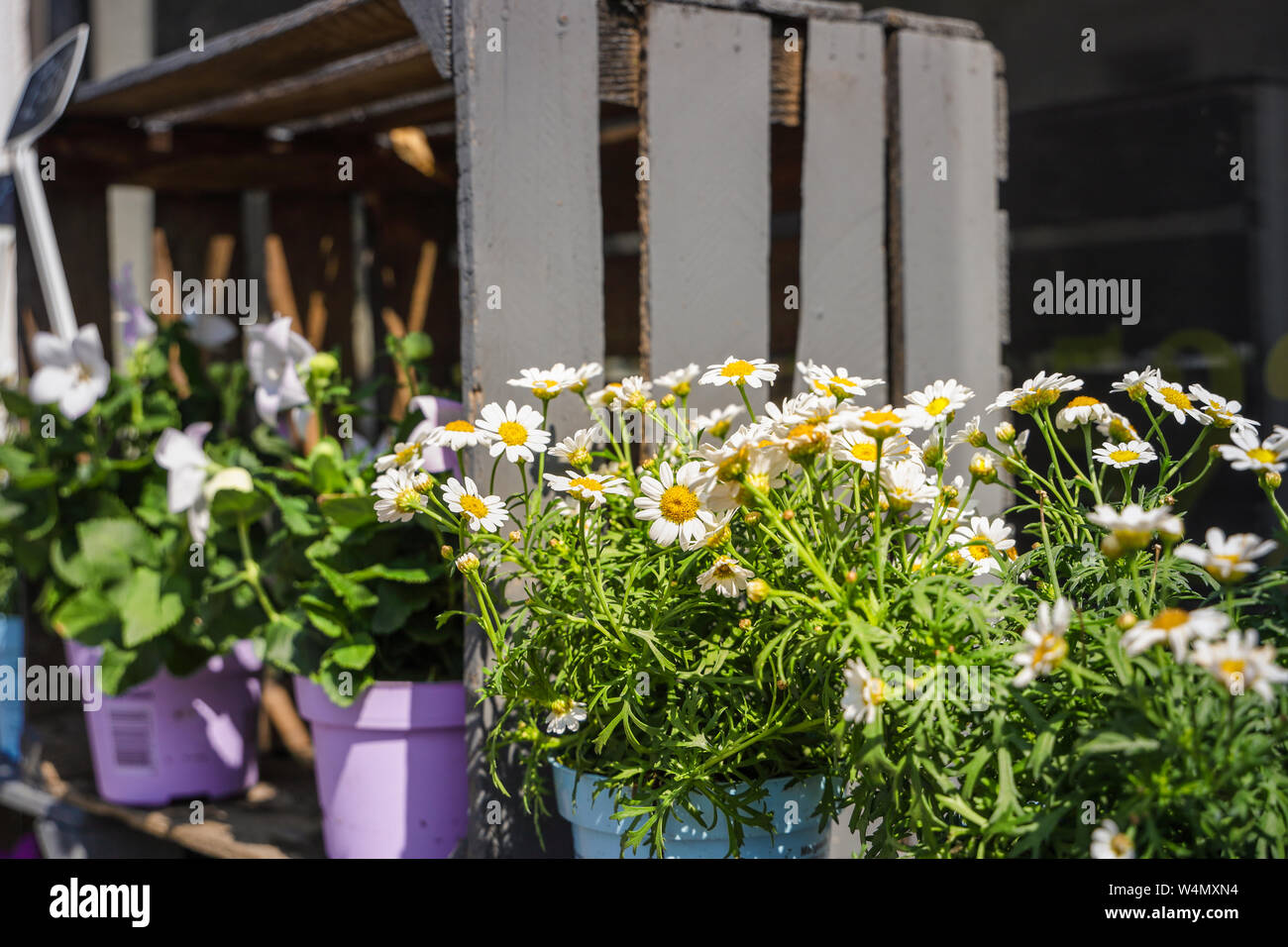 Un affichage des pots de fleurs de type marguerite jolie à vendre avec une caisse en bois peint Banque D'Images