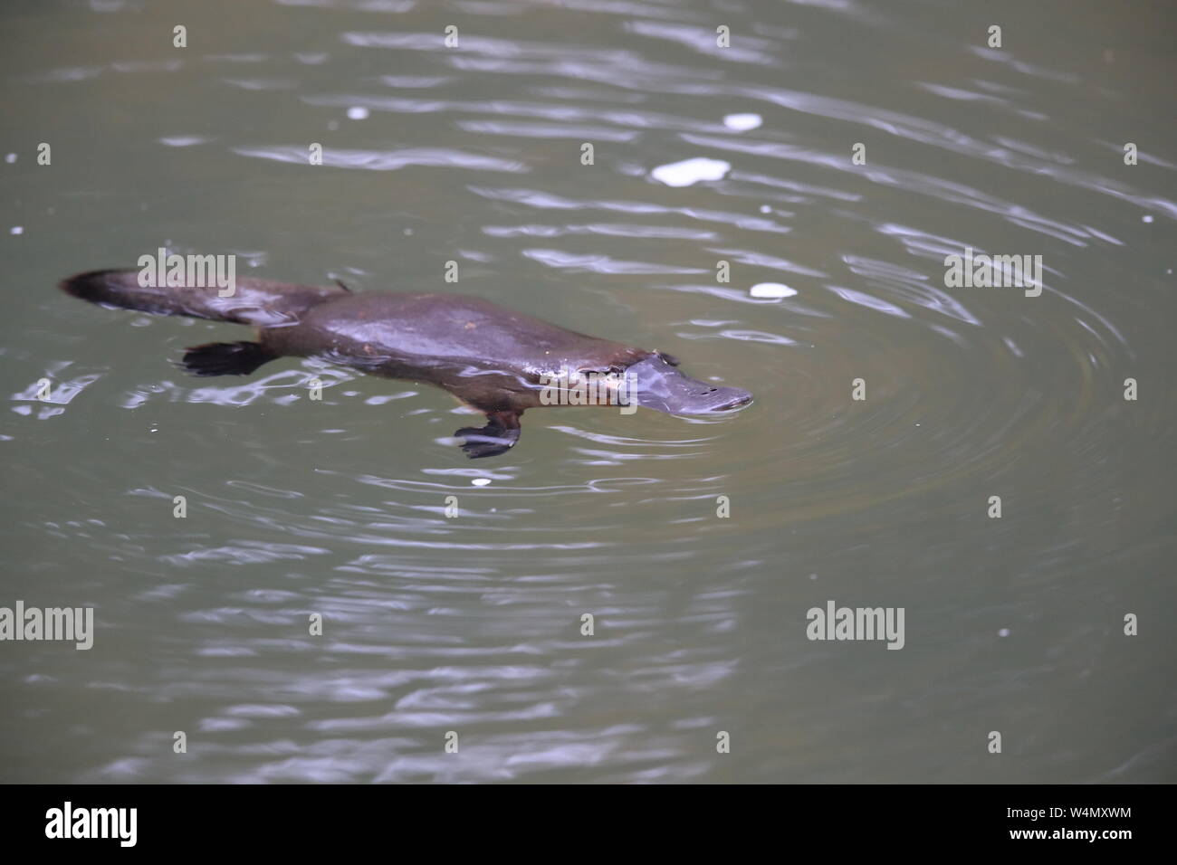 Un ornithorynque flottant dans une crique sur l'Eungella National Park , Queensland, Australie Banque D'Images