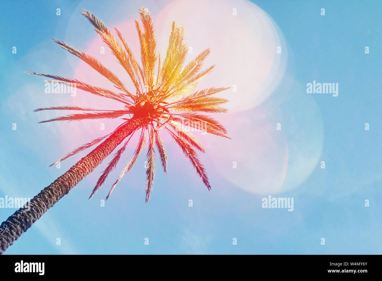 Résumé palm tree against blue sky background avec effet bokeh coloré très tendance. Low angle view template with copy space Banque D'Images