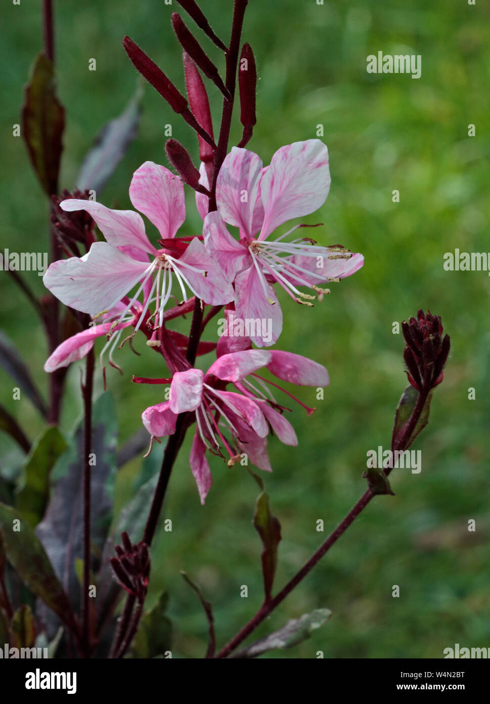 Gaura lindheimeri Summer Cherry Banque D'Images