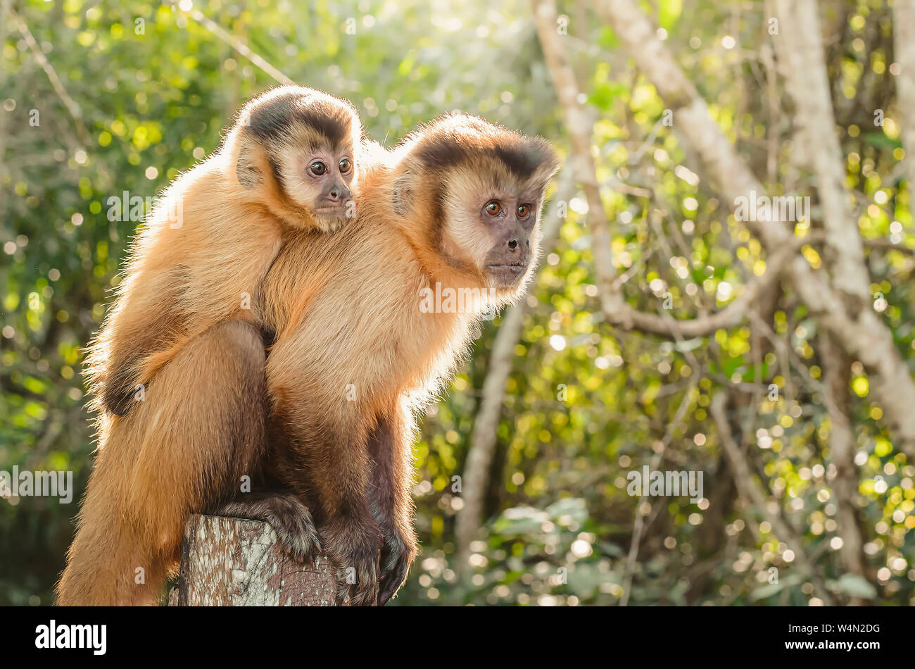 Les singes sauvages dans la jungle. Monkey portant son ourson sur le dos sur une souche. Primat Macaco Prego - Sapajus sexe. Des animaux d'Amérique du sud - Brésil Banque D'Images