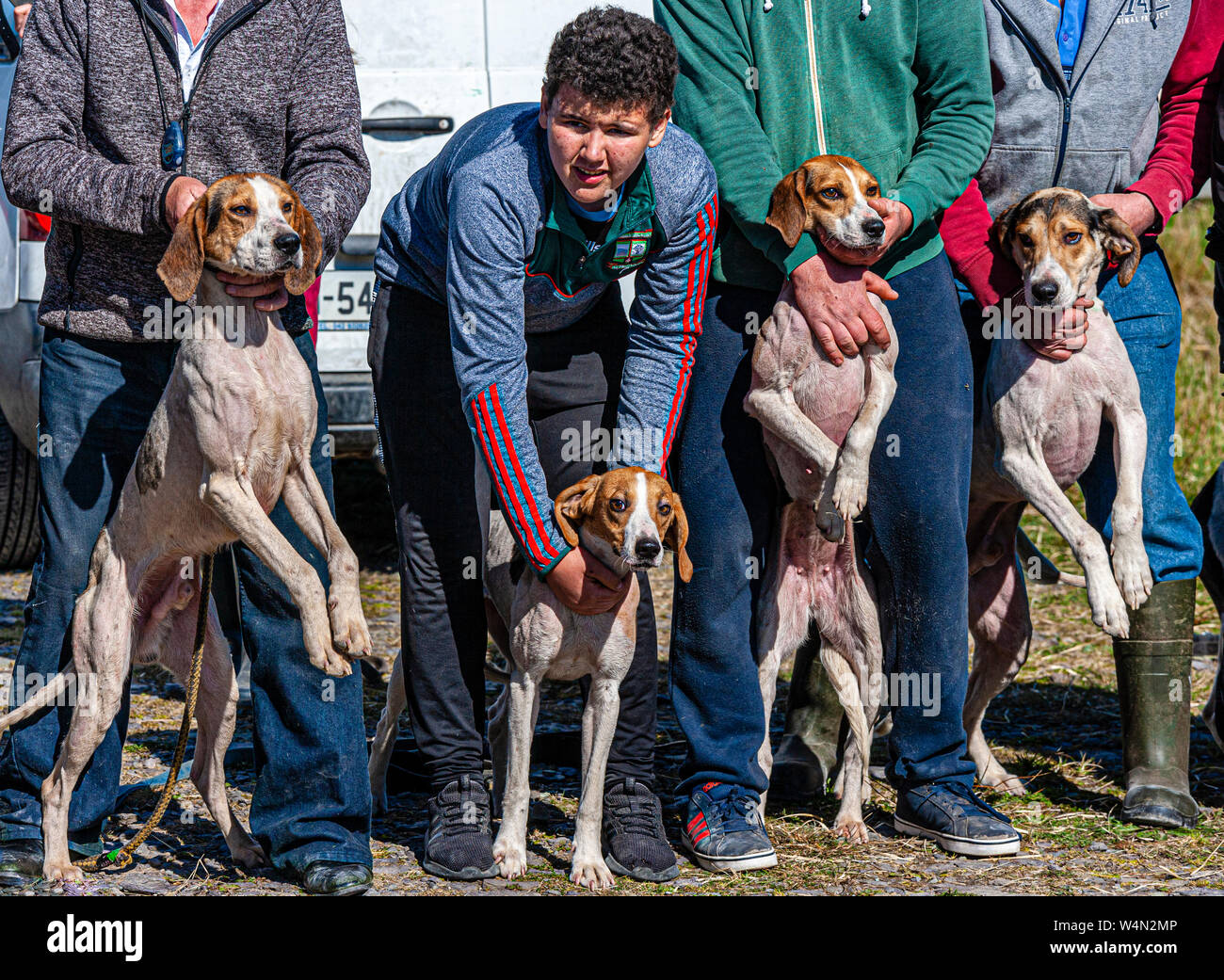 Faites glisser la race Beagle chasse sur l'île de Valentia, comté de Kerry, Irlande Banque D'Images