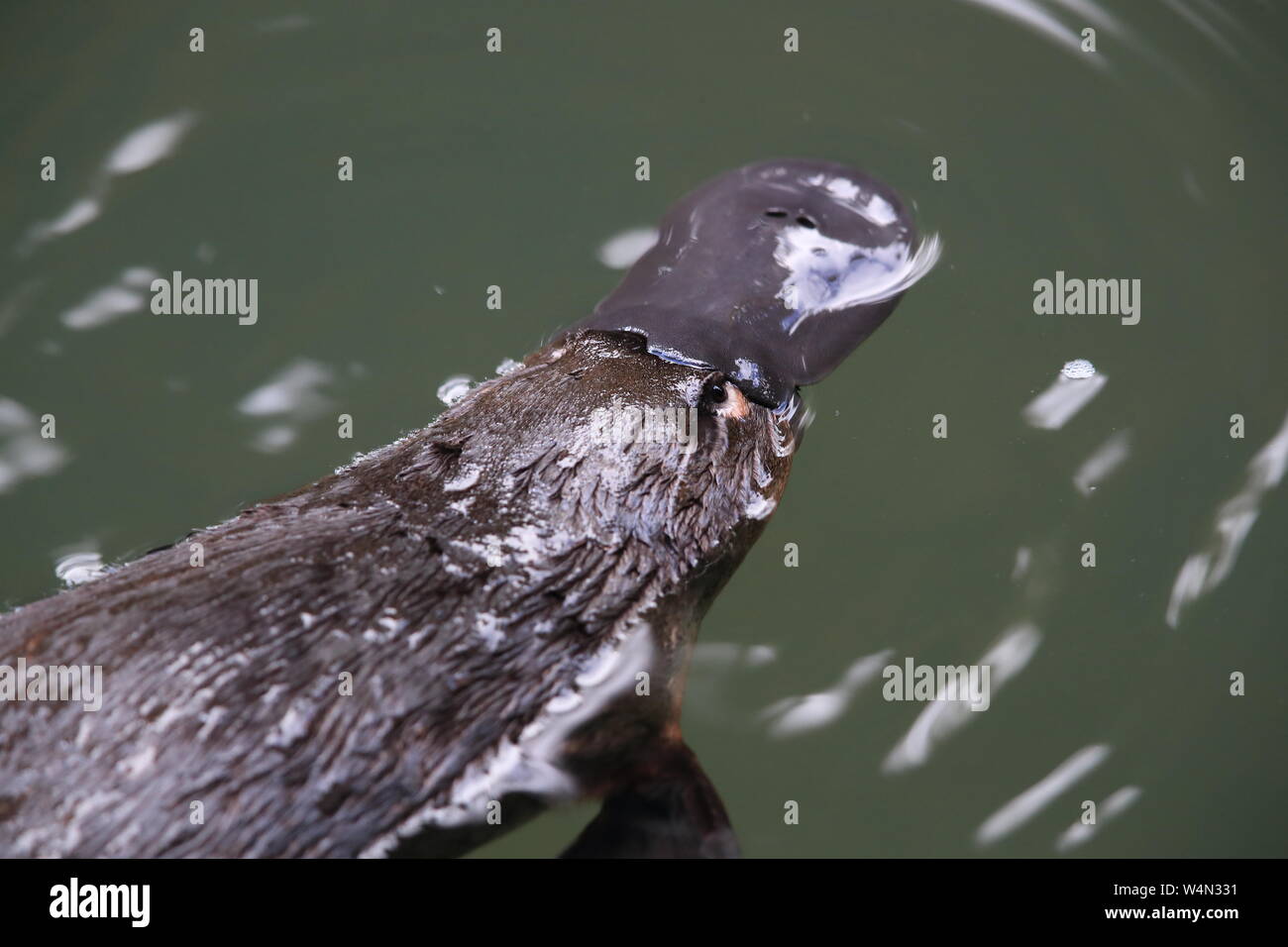 Un ornithorynque flottant dans une crique sur l'Eungella National Park , Queensland, Australie Banque D'Images
