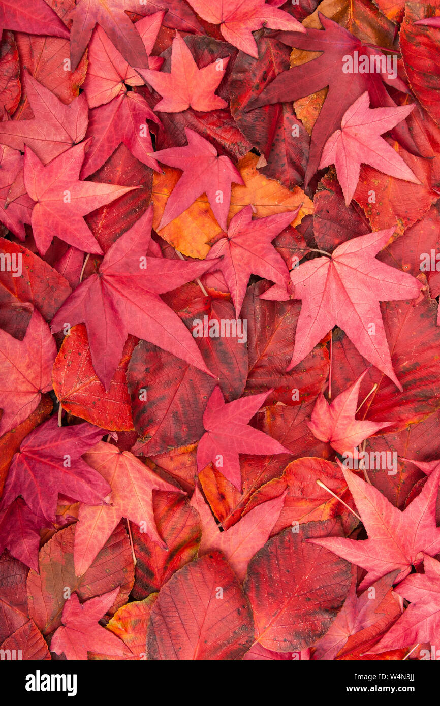 De près de l'automne rouge tombé / feuilles d'automne d'un Acer Japonica. Banque D'Images