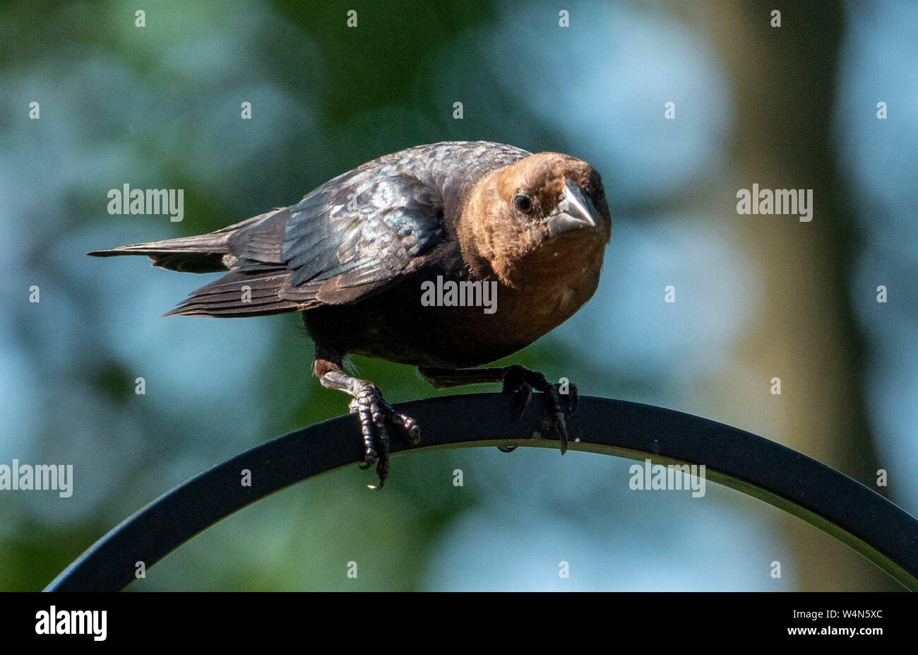 Sur la perche Banque D'Images