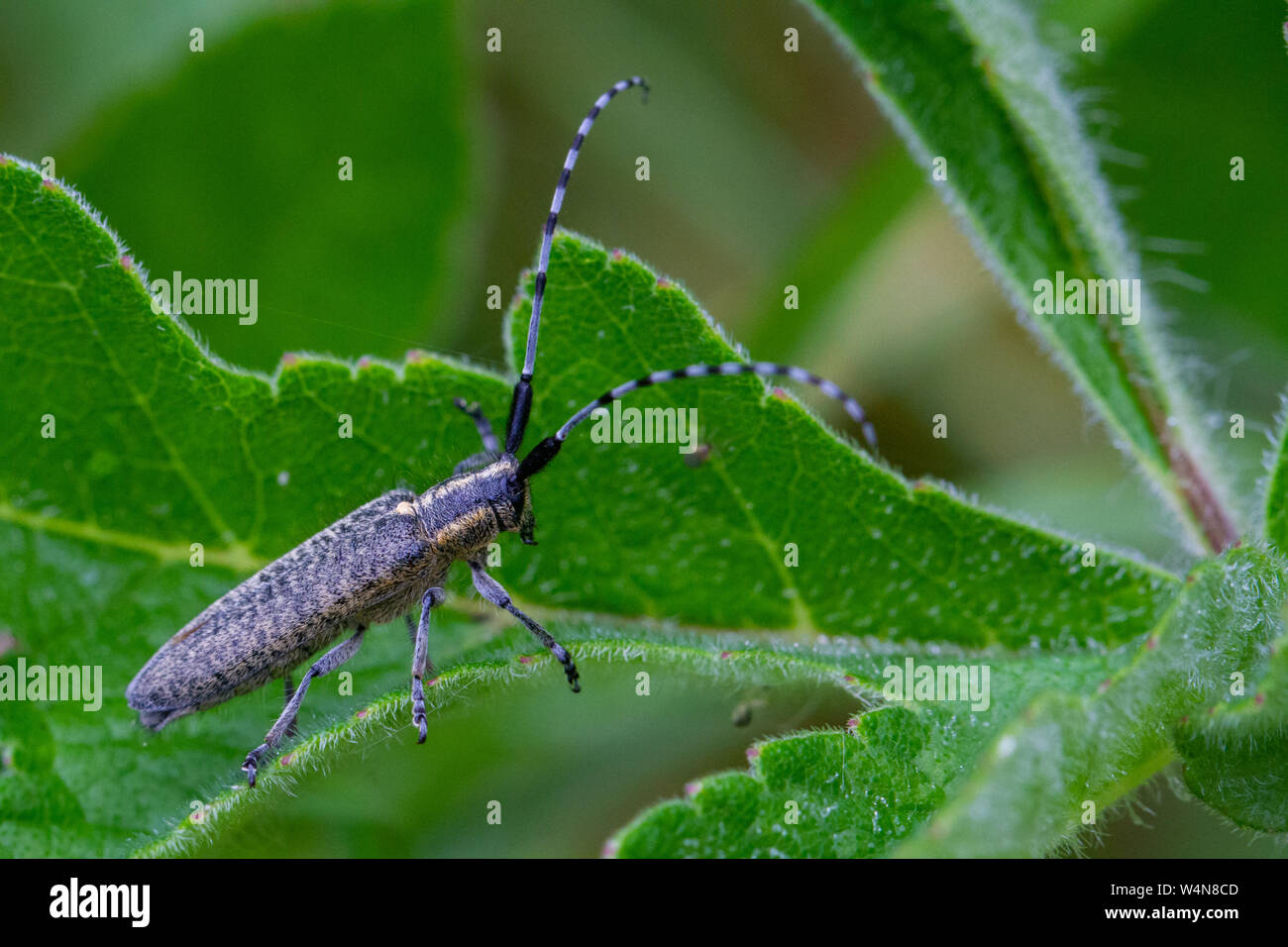 Vue latérale d'un golden-gris fleuri longhorn Agapanthia villosoviridescens, Banque D'Images