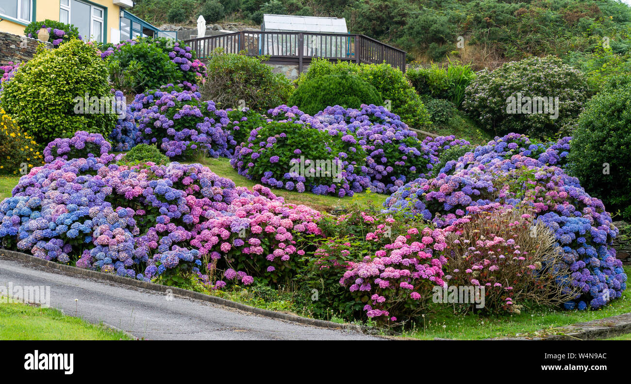 Les buissons d'hortensias bleus et roses en pleine floraison dans un jardin Banque D'Images