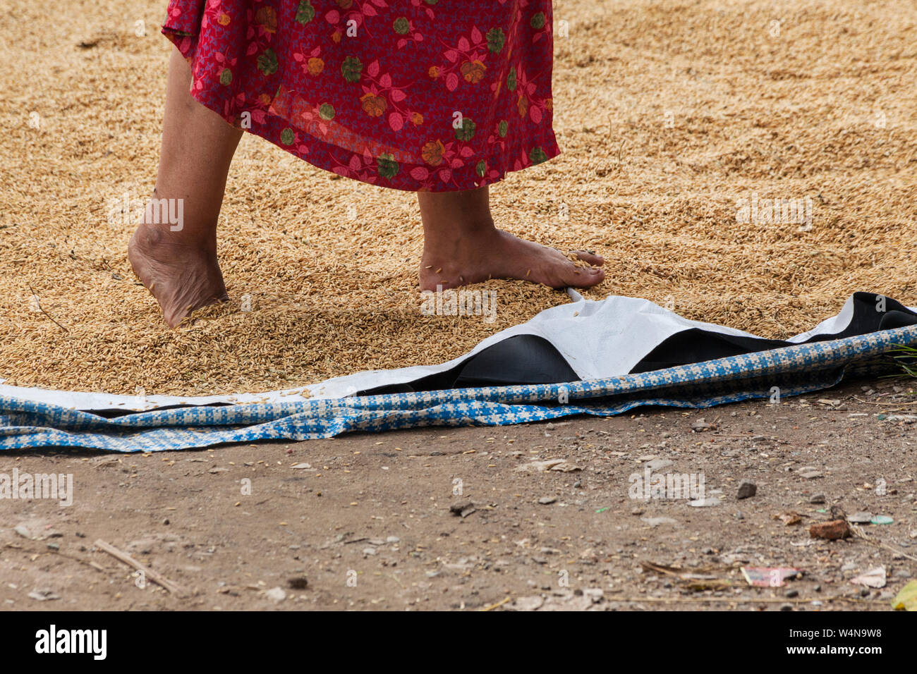 Séchage hors riz femme en l'étalant avec ses pieds Banque D'Images