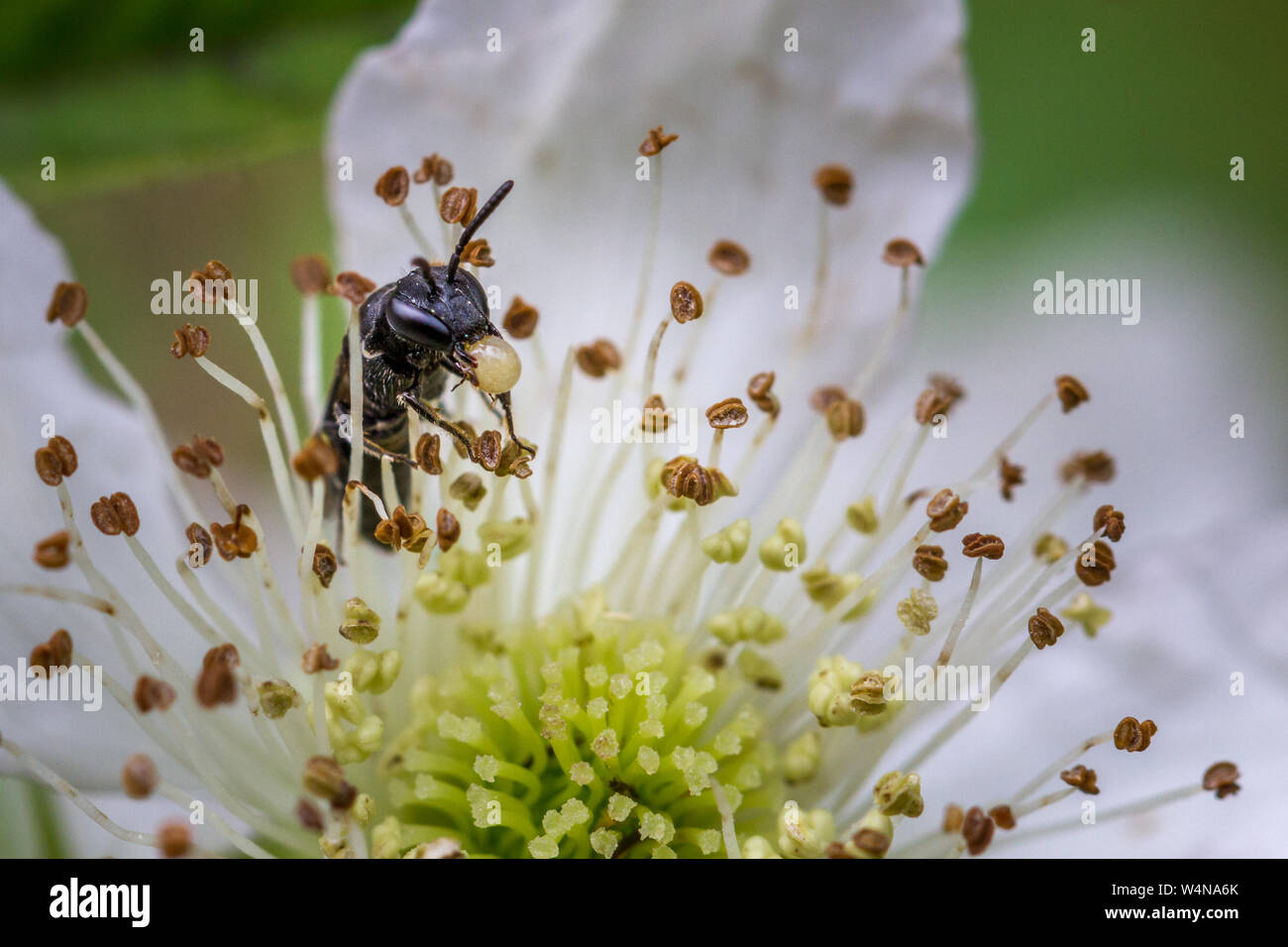 Hylaeus bee holding une bulle de pollen et de nectar dans sa bouche (ce type de pollen d'abeille est titulaire dans un sac de l'estomac (récolte) de façon à ce, apparemment, permet de re Banque D'Images