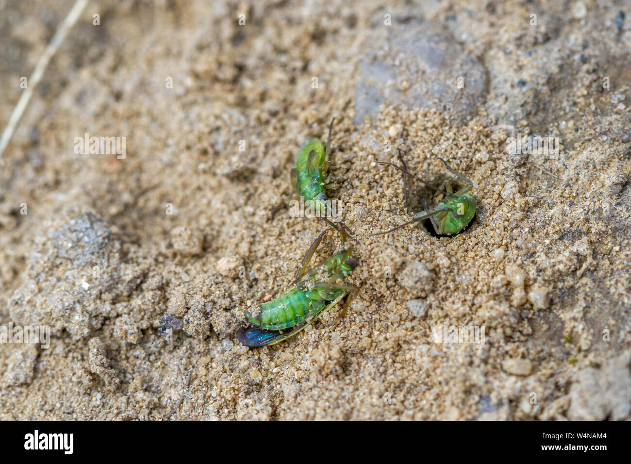 Insectes fouisseurs Banque de photographies et d’images à haute résolution Alamy