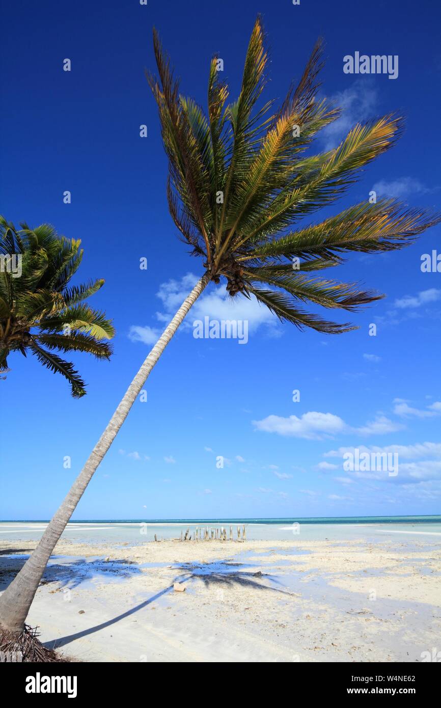 Cuba - paysage plage palmiers de Cayo Guillermo (Jardines del Rey). Banque D'Images