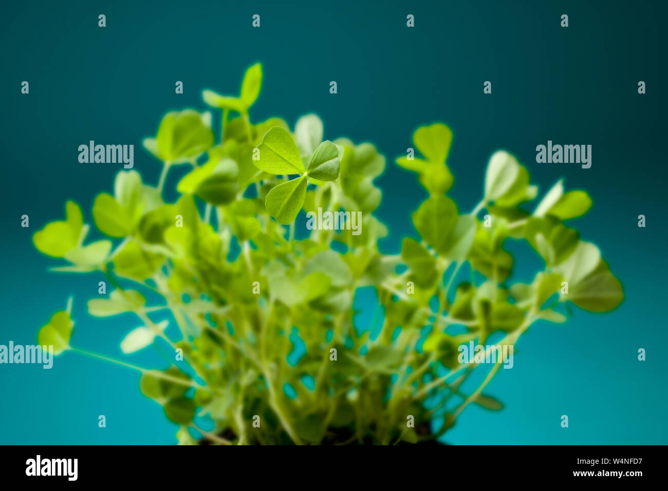 Shamrock sur fond vert Banque D'Images