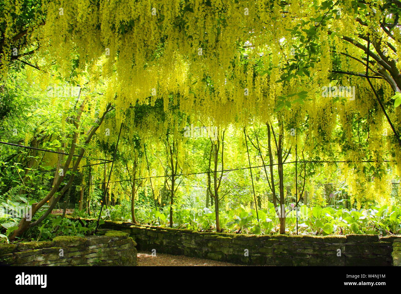 × Laburnum watereri 'Vossii'. Laburnum arch en pleine floraison à Renishaw Hall and Gardens, Eckington, Derbyshire, Angleterre, RU Banque D'Images