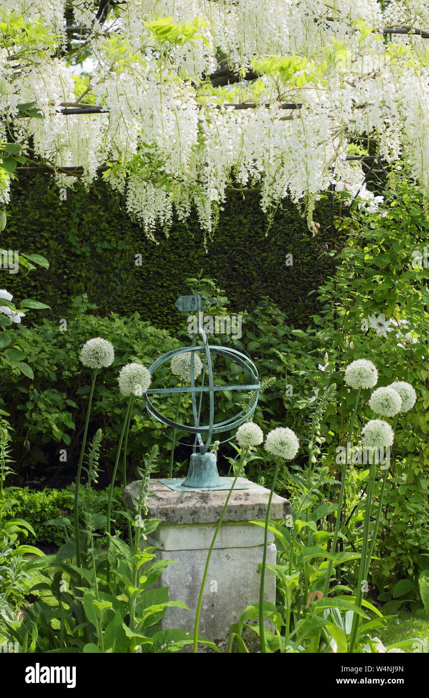 Partie du Livre blanc Jardin de glycine Alba et Allium blanc à fleurs Renishaw Hall and Gardens, Derbyshire, Royaume-Uni Banque D'Images