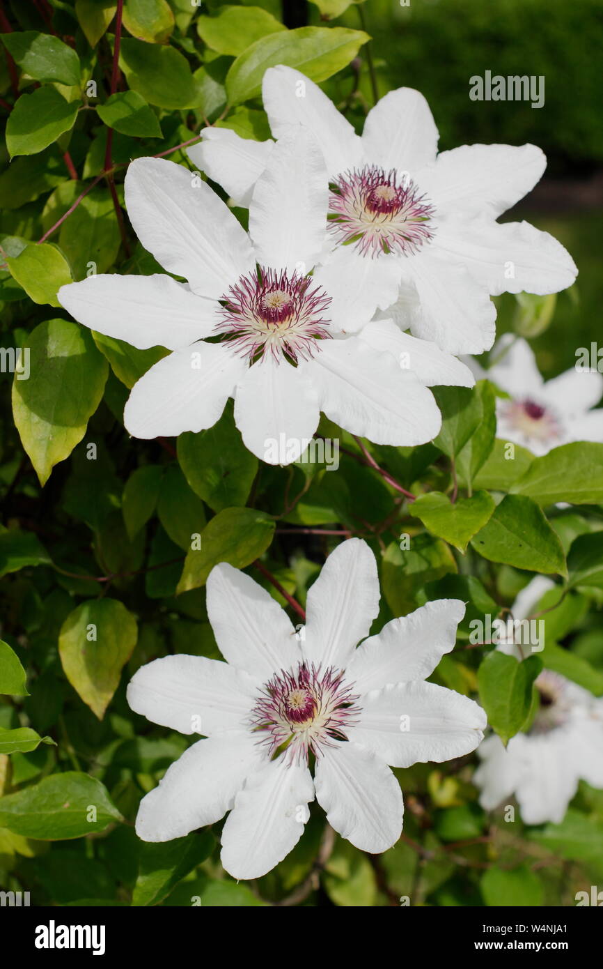 Clematis 'Wedding Day' la floraison au début de l'été. Groupe 2 clematis. Banque D'Images