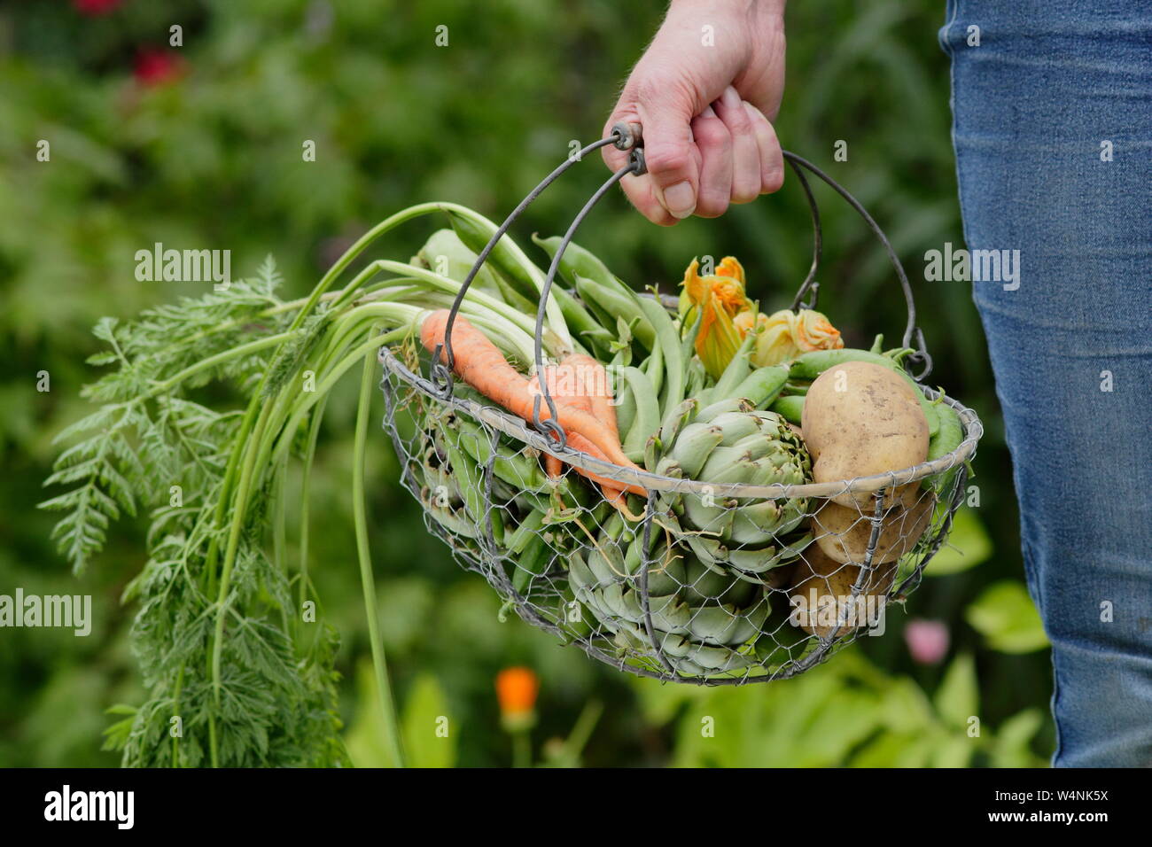 Femme portant des légumes cultivés à la maison dans un panier - pommes de terre 'Marfona', artichauts globe, carottes, petits pois, haricots larges. ROYAUME-UNI Banque D'Images