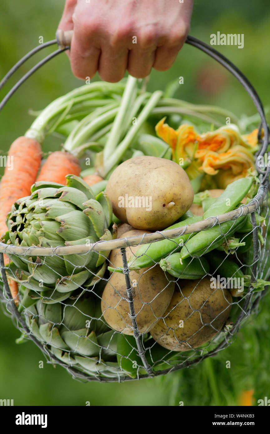 Femme portant des légumes cultivés à la maison dans un panier - pommes de terre 'Marfona', artichauts globe, carottes, petits pois, haricots larges. ROYAUME-UNI Banque D'Images