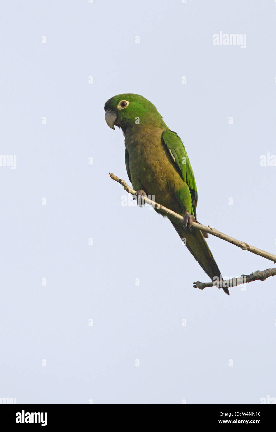 Conure cuivrée Olive (Aratinga nana) adulte perché sur des rameaux morts Linstead, Jamaïque Décembre Banque D'Images