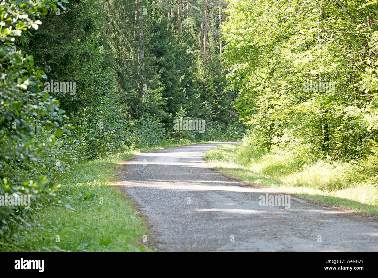 L'Allemagne du nord sauvage forêt Absberg contexte fine art tirages de haute qualité produits cinquante mégapixels Banque D'Images