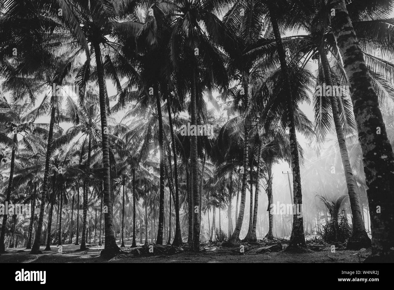 Champ de palmiers en Indonésie Banque D'Images