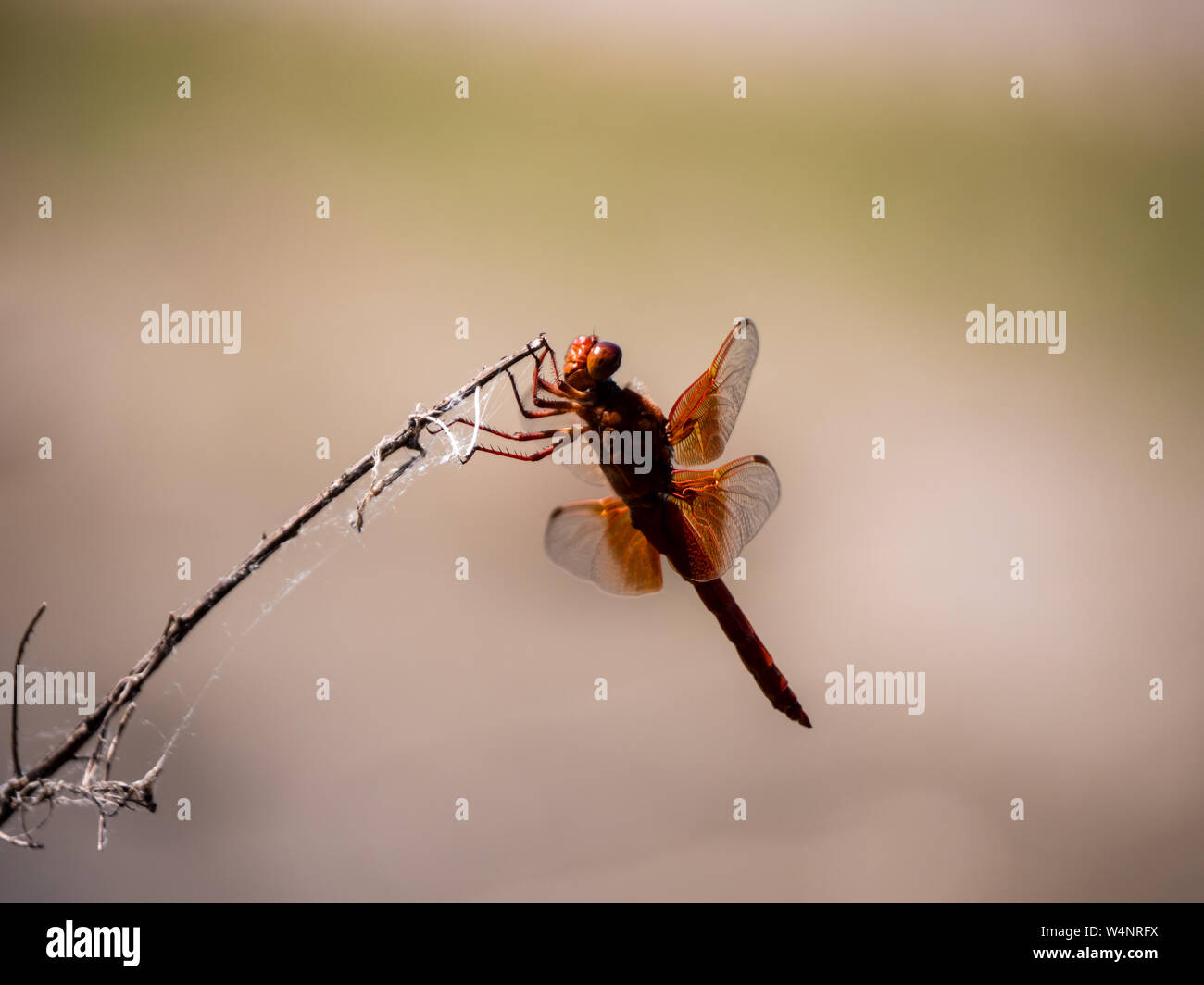 Close up of flying insect on stick Banque D'Images