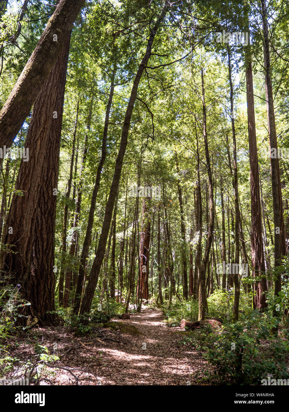Chemin menant au moyen de grands arbres denses Banque D'Images