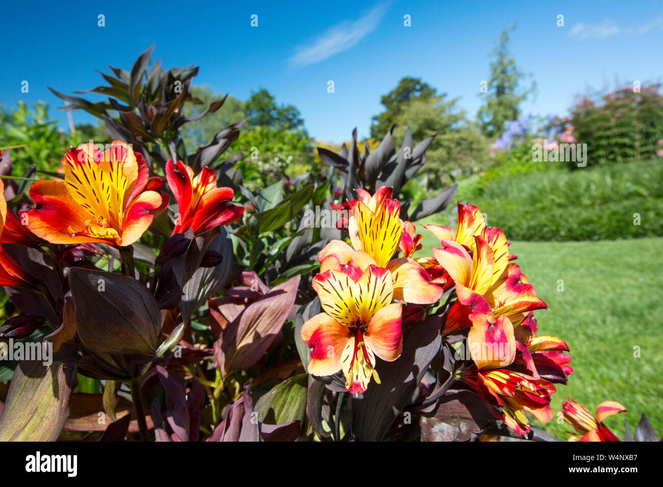 L'Alstroemeria, l'été indien dans Holehird Gardens, Windermere, Cumbria, Royaume-Uni. Banque D'Images