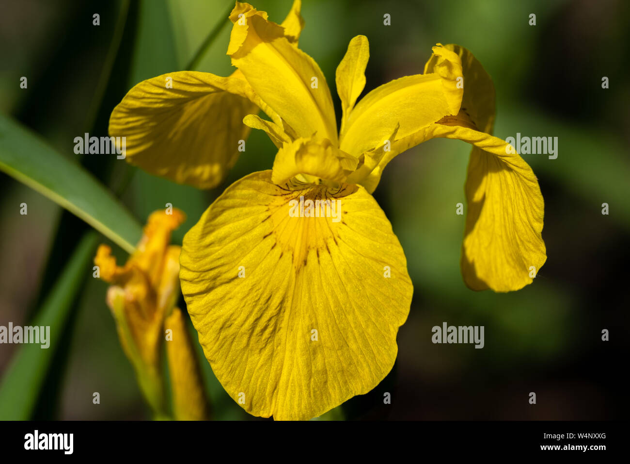Close-up de pétales de fleurs de soleil blanc sur fond vert de l'Iris Banque D'Images