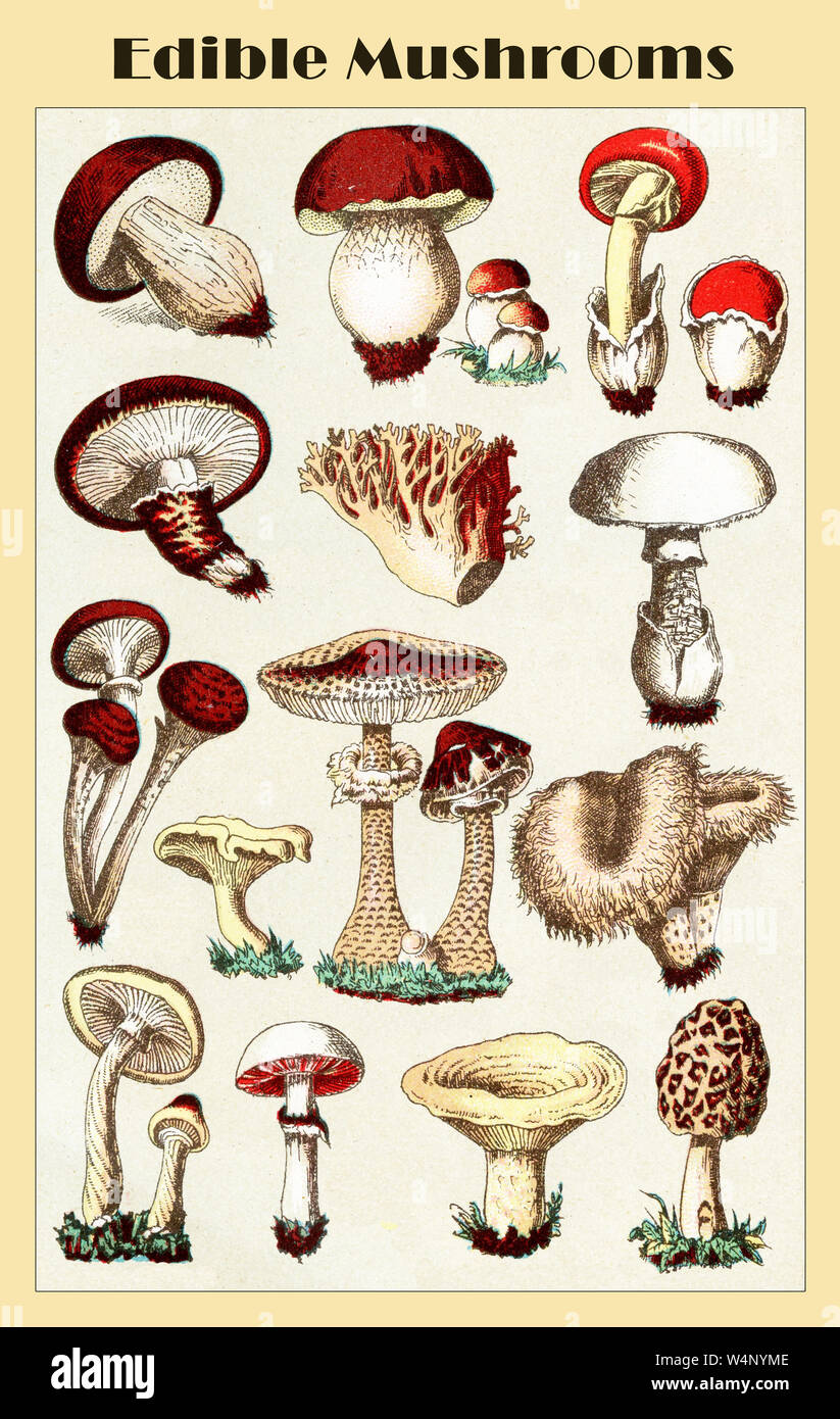 Table de couleurs vintage de champignons comestibles à partir d'un lexique italien début '900 Banque D'Images